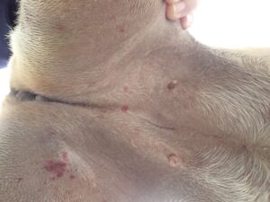 犬の体にあざが・・・！免疫介在性血小板減少症（IMTP）について解説します！